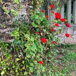 Geraniums in soil caught on the broken off palm fronds