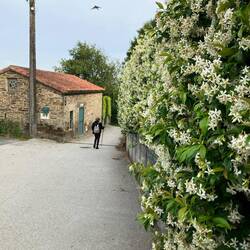 The lovely smell of jasmine❤️