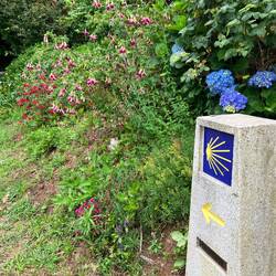 Fuschia bushes...lovely rambling gardens
