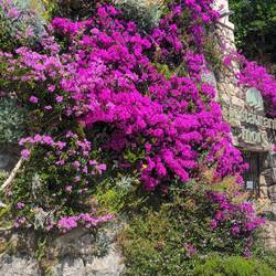 Wall of hotel was covered in bougainvillea
