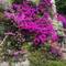 Wall of hotel was covered in bougainvillea