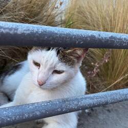 Kuschelkatze wollte gestreichelt werden. 🩷🩷