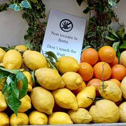 The picture doesn't really show it but these lemons were huge, particularly those on the right.