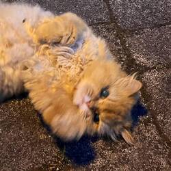 Katze im Villenviertel