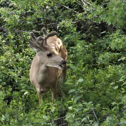 Junger Elk (Wapiti)