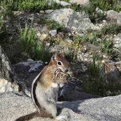 Schon wieder ein Hörnchen