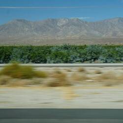 wie bei uns die Baumschulen, nur in Palmenform