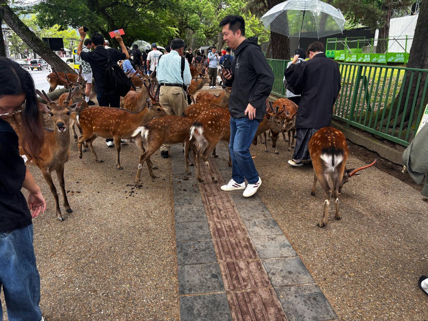 Deer in search of food