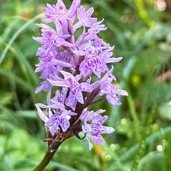 Darryl found a native Irish orchid