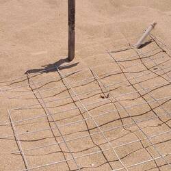 Hier schlüpfen demnächst "falsche Carett-Schildkröten"