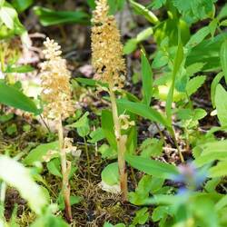 Vogel-Nestwurz (Orchidee)
