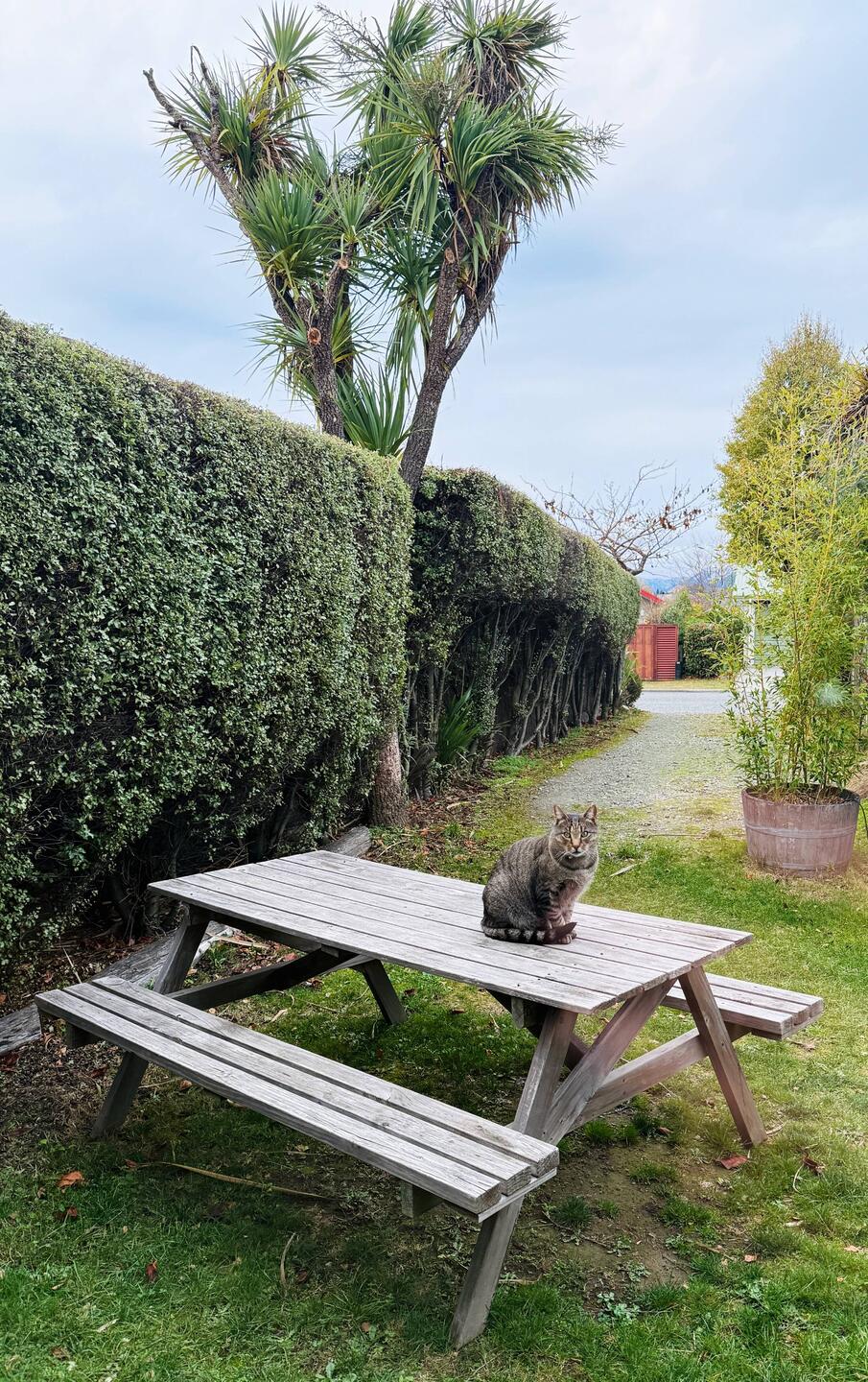 Our local friendly Cat