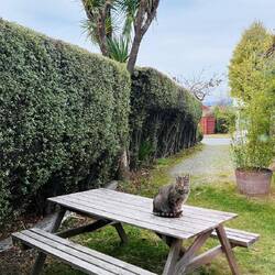 Our local friendly Cat