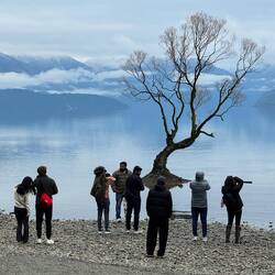 That Wanaka Tree. Most Popular but not a Poplar tree 2022 - 2024