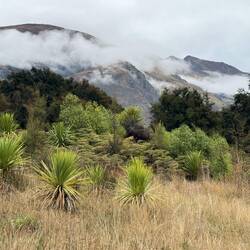 The National Trust amongst others rejuvenating the indigenous trees and shrubs
