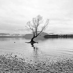 The Tree (no people!)