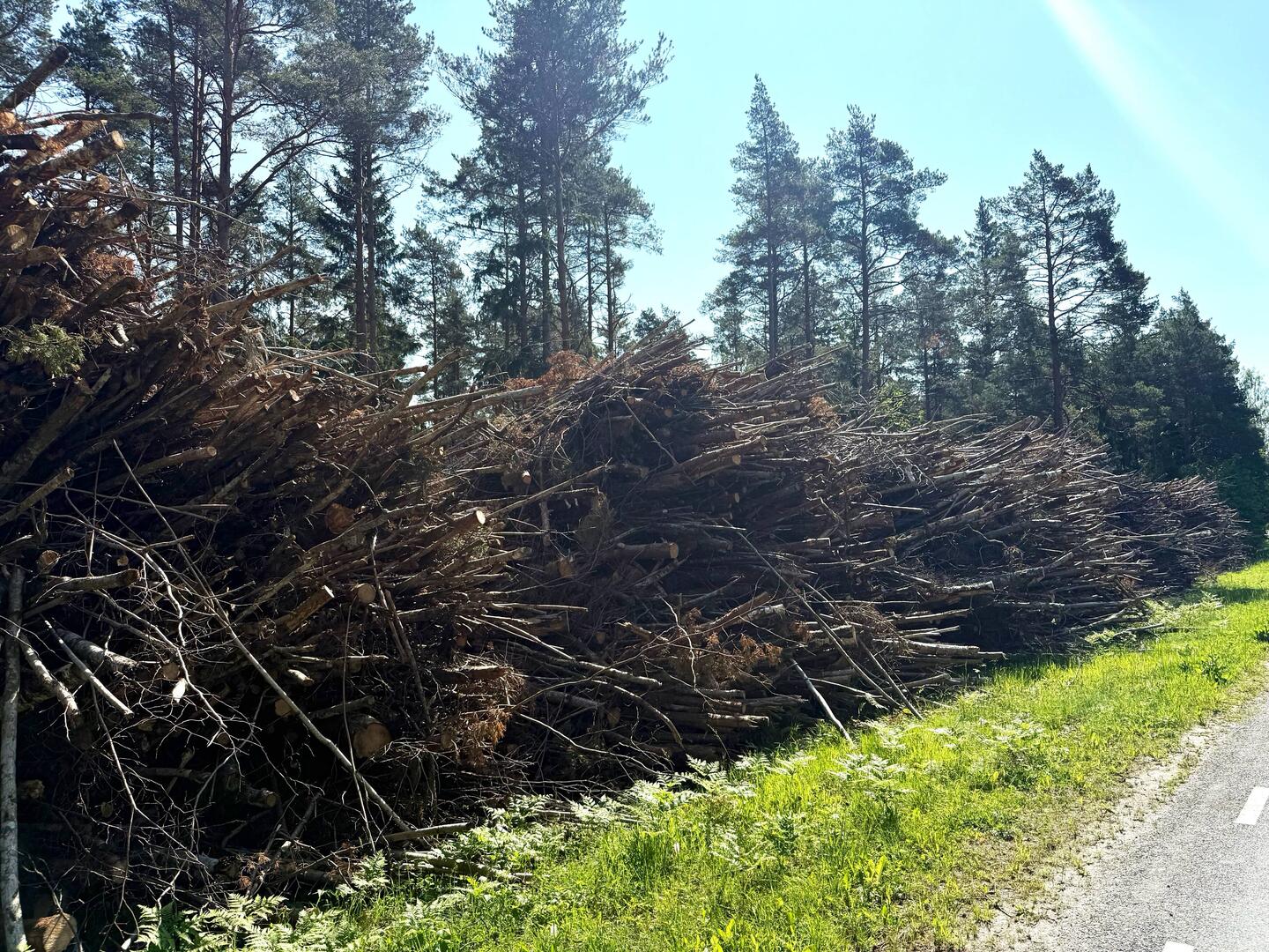 Überall wird Holz aufgeschichtet