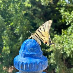 Und Schmetterlinge gibt es auch