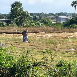 Another harvest drying in the sun