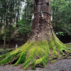 Alte Zedern, fast 50 m hoch