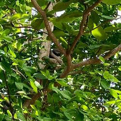 Un paresseux et son bébé 🦥