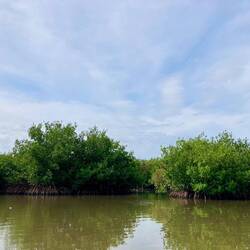 La mangrove