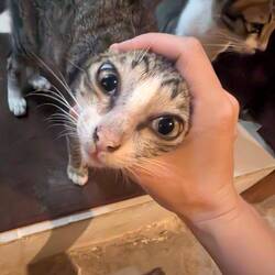 Cat (she was purring don't worry)