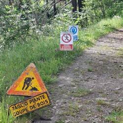 De beruchte 'zone with the fallen trees'