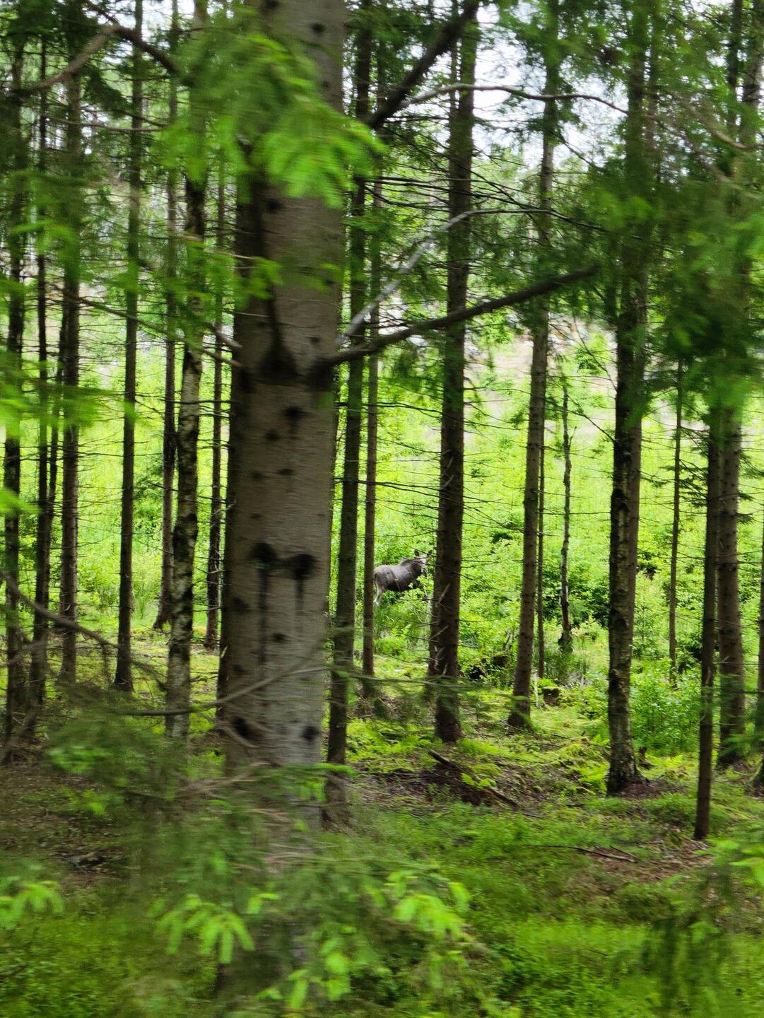 Diesmal sehen wir sogar den König des Waldes