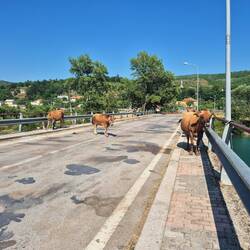 Ein paar Kühe heißen uns in Fierzë willkommen