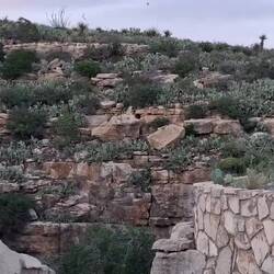 In einer Spirale aufsteigend verlassen die bats die Höhle