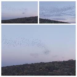 Mexikanische Bulldoggfledermäuse