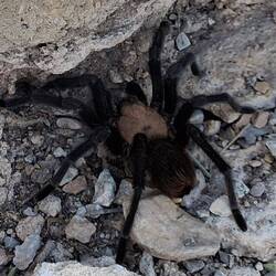 Brown Tarantula (Aphonopelma hentzi) - ist mir am Parkplatz über den Weg gelaufen 🕸