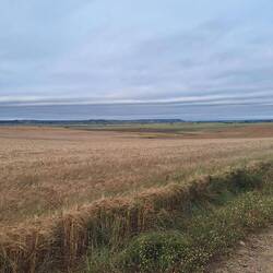 Rustling wheat crops...so pretty