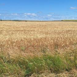 It's the meseta...there are a LOT of wheat fields!