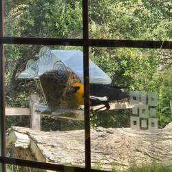 Yellow headed black bird at one of the feeders
