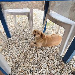 Und wo lässt der Hund sich nieder? Bei Uwe!