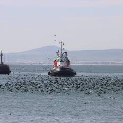 ...die Fischer bei der Arbeit beobachten...