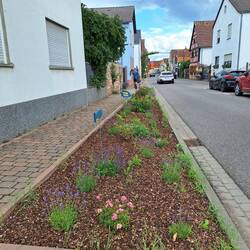 Blumenbeete (das wächst noch 😊)