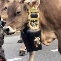 So bezaubernd Kuh und Glocke!!! 🥰