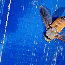 Goldaugenbremse - unglaublich lästiges und beissendes Viech😲