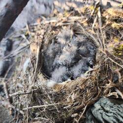 Vogelnest im Grill 🪹