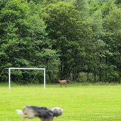 Hirschkuh und Hund spielen Ball