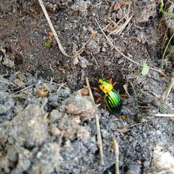 Ein bunter Laufkäfer