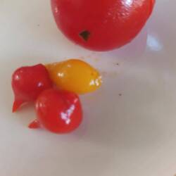 Intrigued by these tiny veg the size of sultanas-they were peppers.