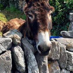 Friendly donkey