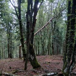 Faszinierend, wie der tote Baum dazwischen hängt.