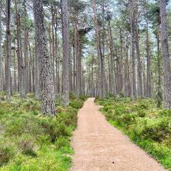 Pine Woods