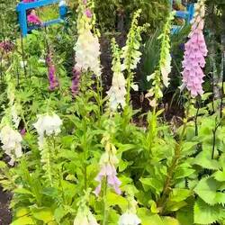 Glamis Castle Gardens Video