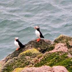 Puffins 😍